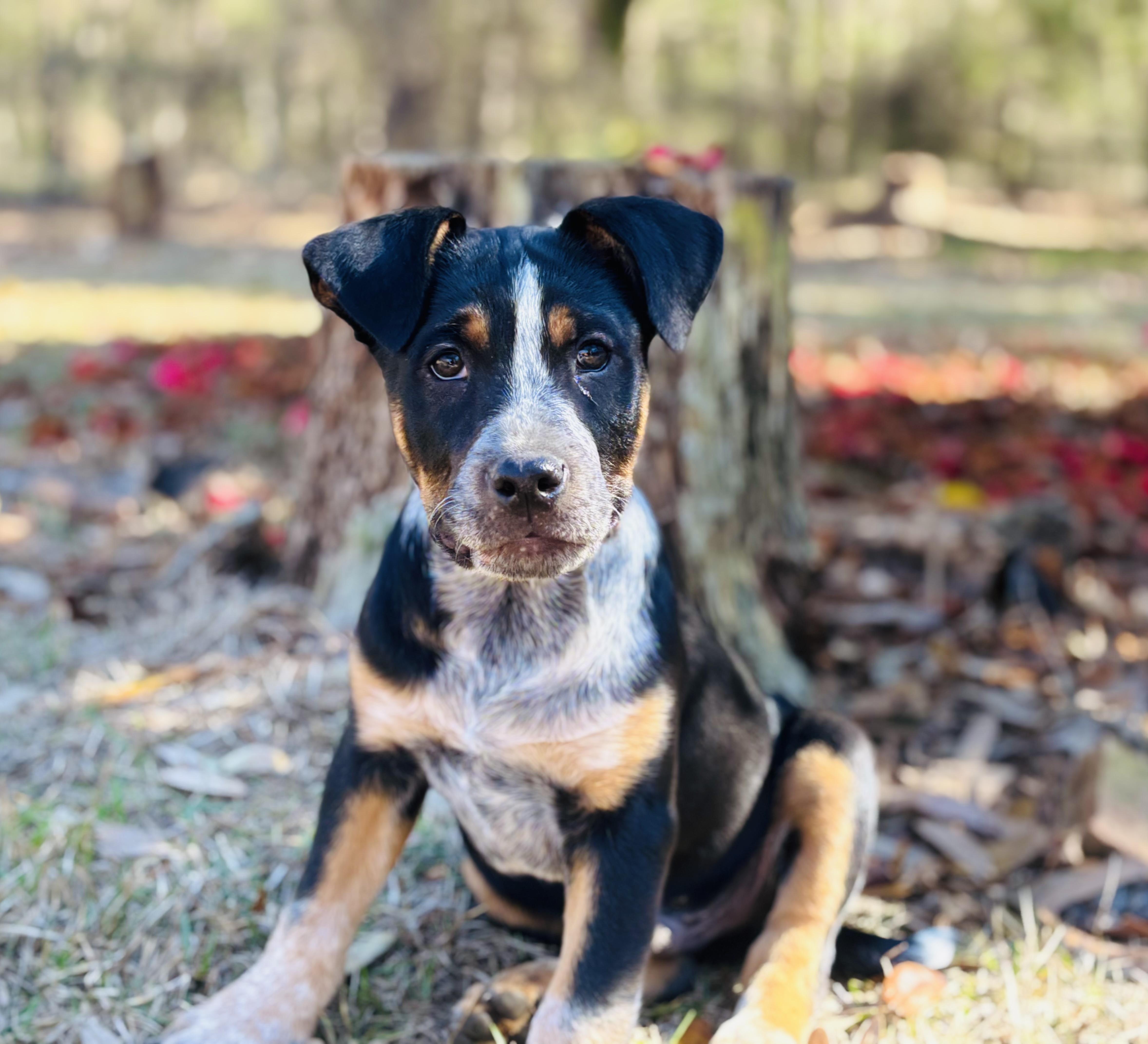 Ponyo, Adoptable, Puppy Male Bluetick Coonhound & American Staffordshire Terrier.