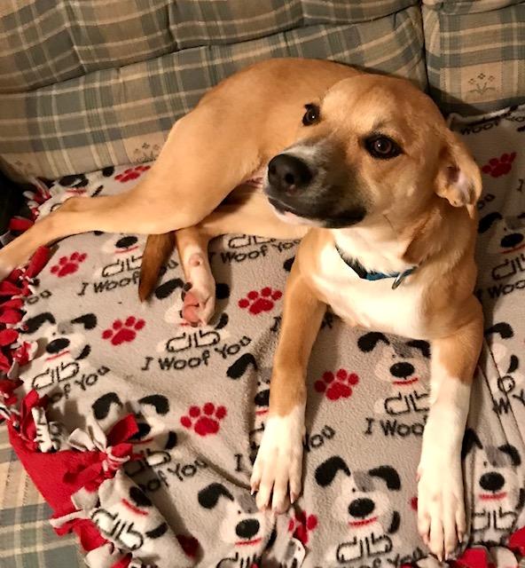 Enlarge Yvette, a ADOPTABLE mixed breed in Honeoye Falls, NY image 1/2