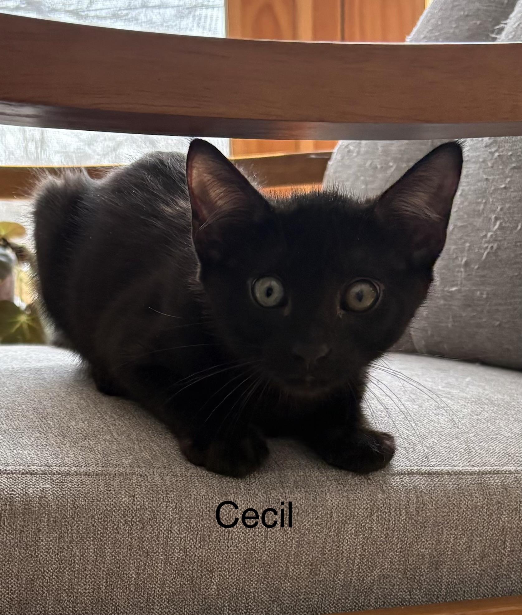 Enlarge Cecil, a Adoptable Domestic Short Hair in Roslyn Heights, NY image 1/2