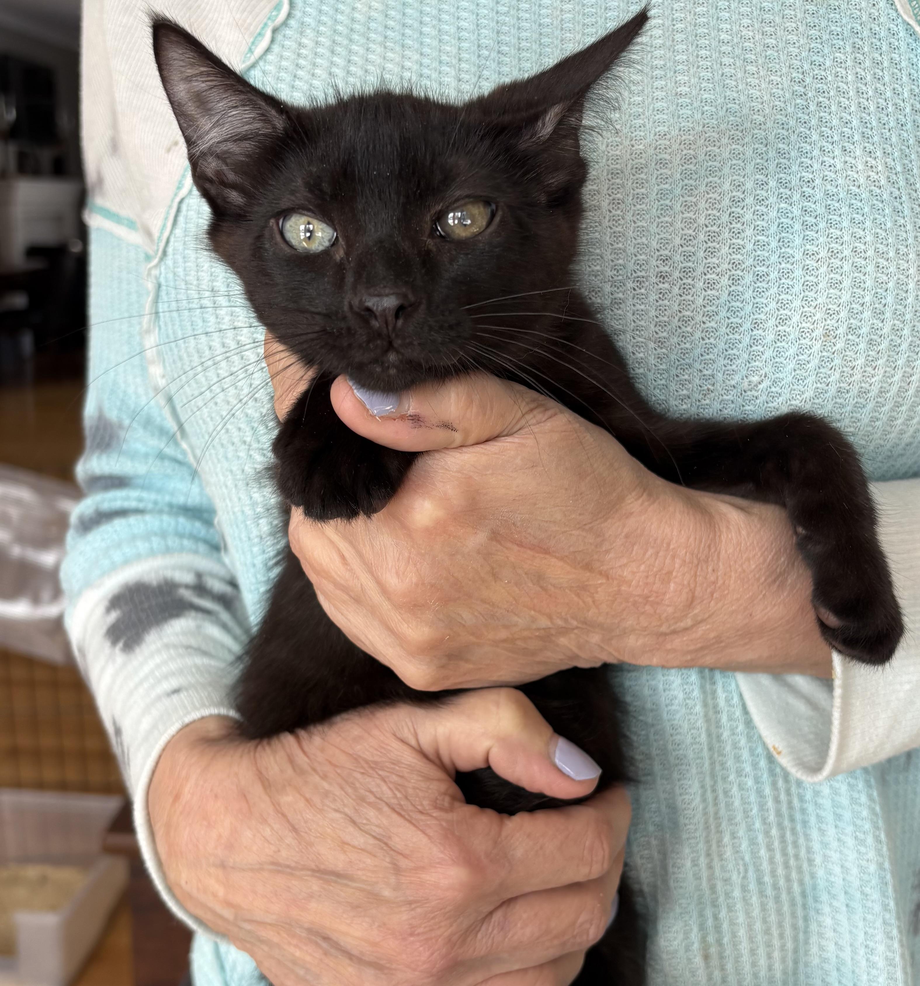 Enlarge Cecil, a Adoptable Domestic Short Hair in Roslyn Heights, NY image 2/2