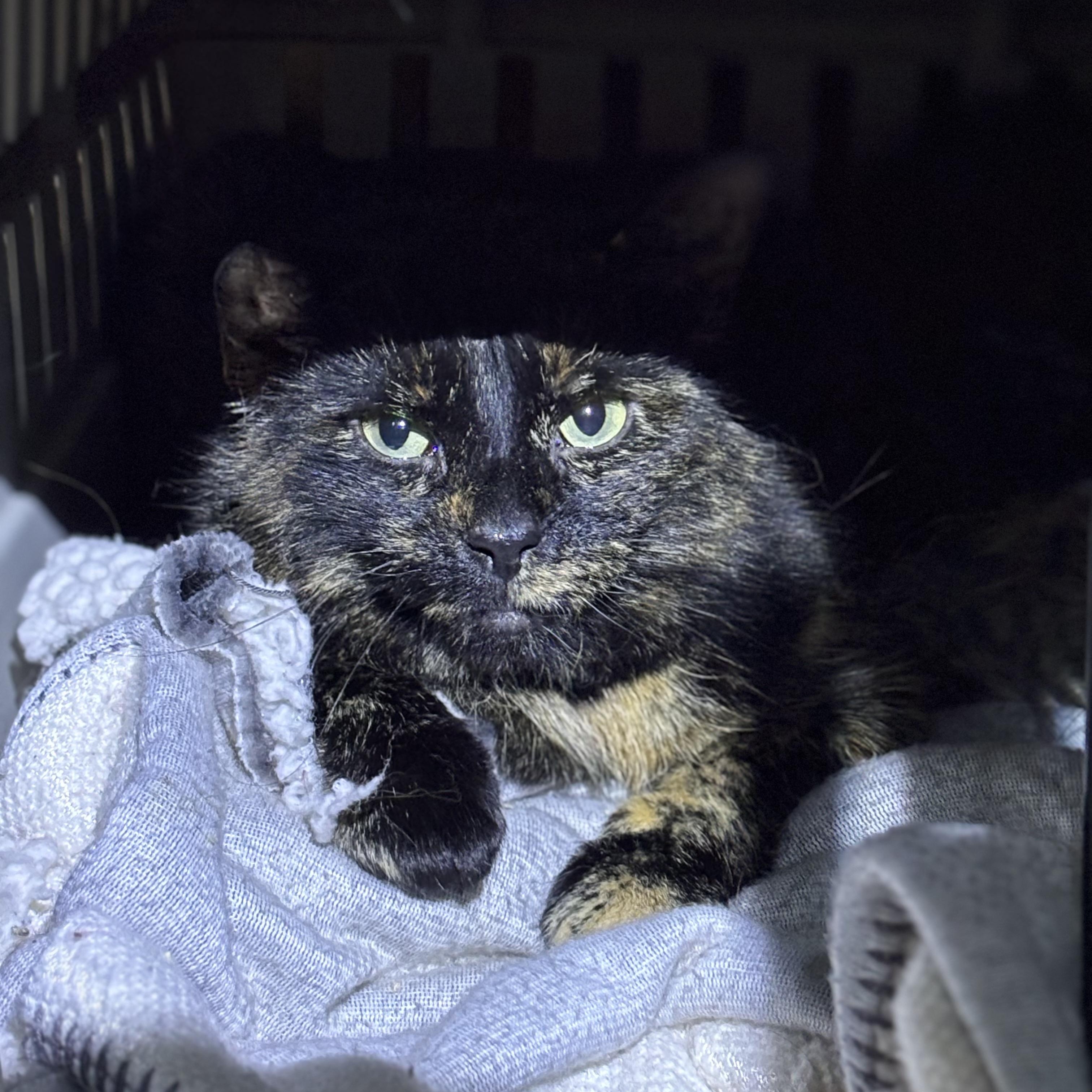 GYPSY & Foo Foo, a Adoptable Domestic Short Hair in Pittsburgh, PA image 2/3