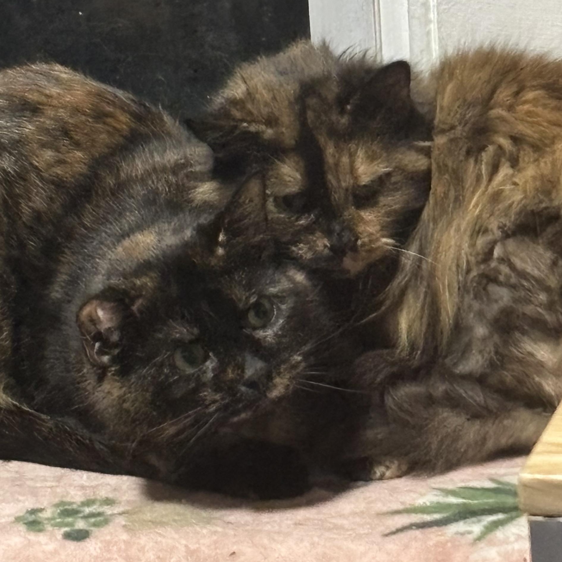 GYPSY & Foo Foo, Adoptable, Adult Female Domestic Short Hair.