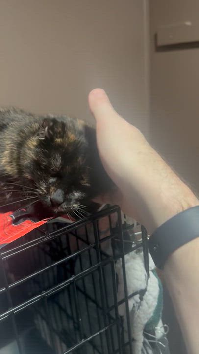 Enlarge GYPSY & Foo Foo, a Adoptable Domestic Short Hair in Pittsburgh, PA video 3/3