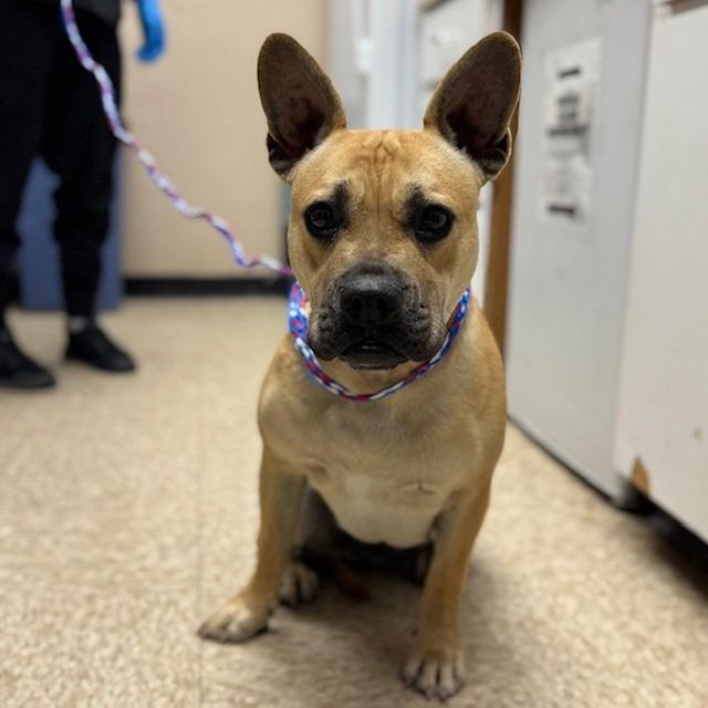 Enlarge DOG 12/22/2025, a Adoptable mixed breed in Bullhead City, AZ image 1/1