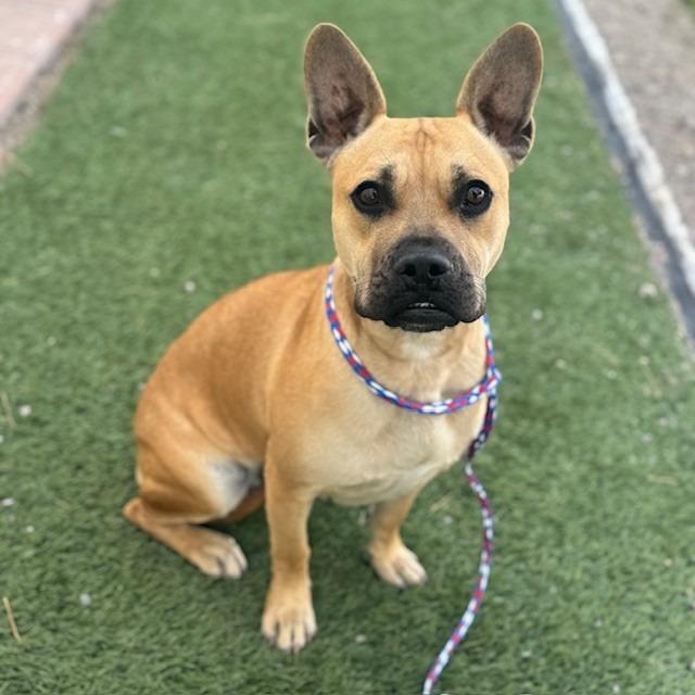 Enlarge Brigitte Bardot, a Adoptable mixed breed in Bullhead City, AZ image 1/1