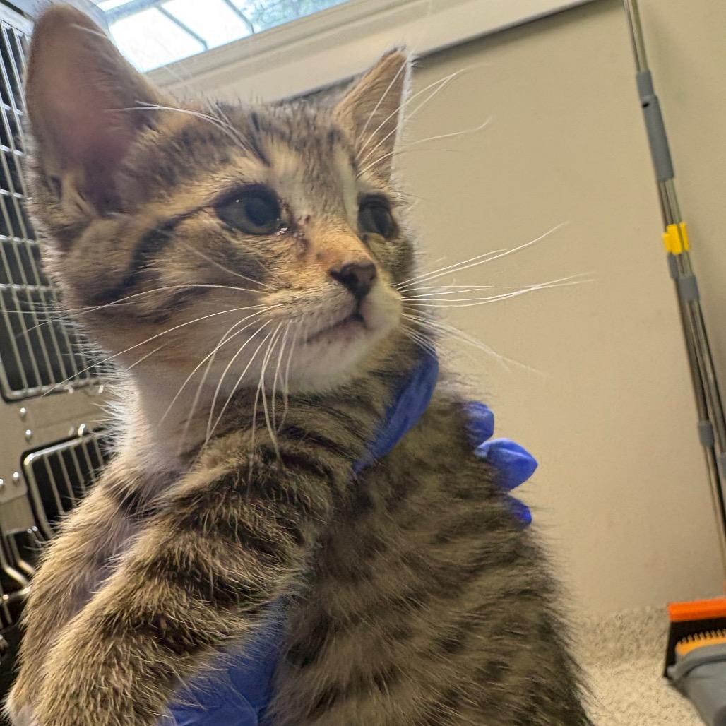 Lace, Adoptable, Kitten Female Domestic Short Hair.