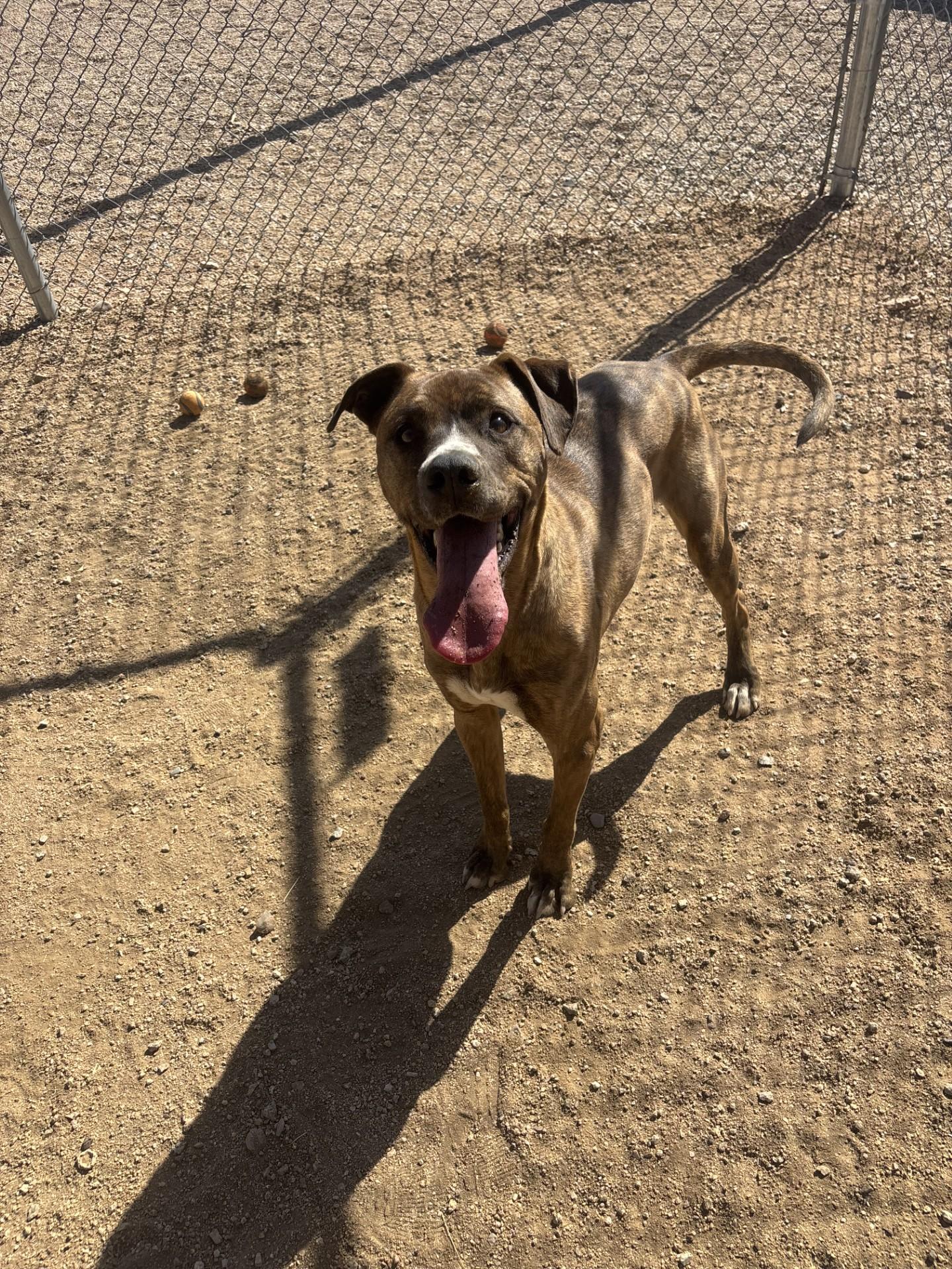 Enlarge Charlie, a Adoptable mixed breed in Sierra Vista, AZ image 1/2