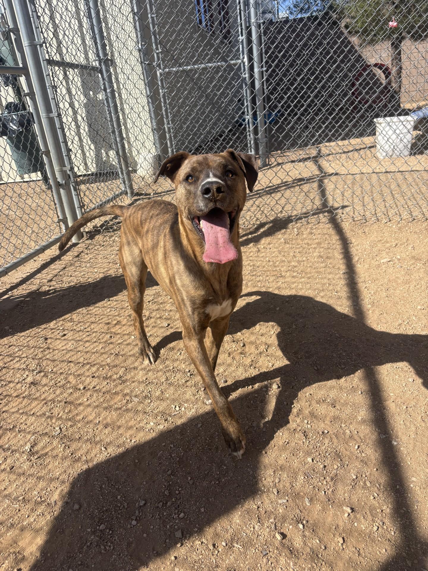 Enlarge Charlie, a Adoptable mixed breed in Sierra Vista, AZ image 2/2
