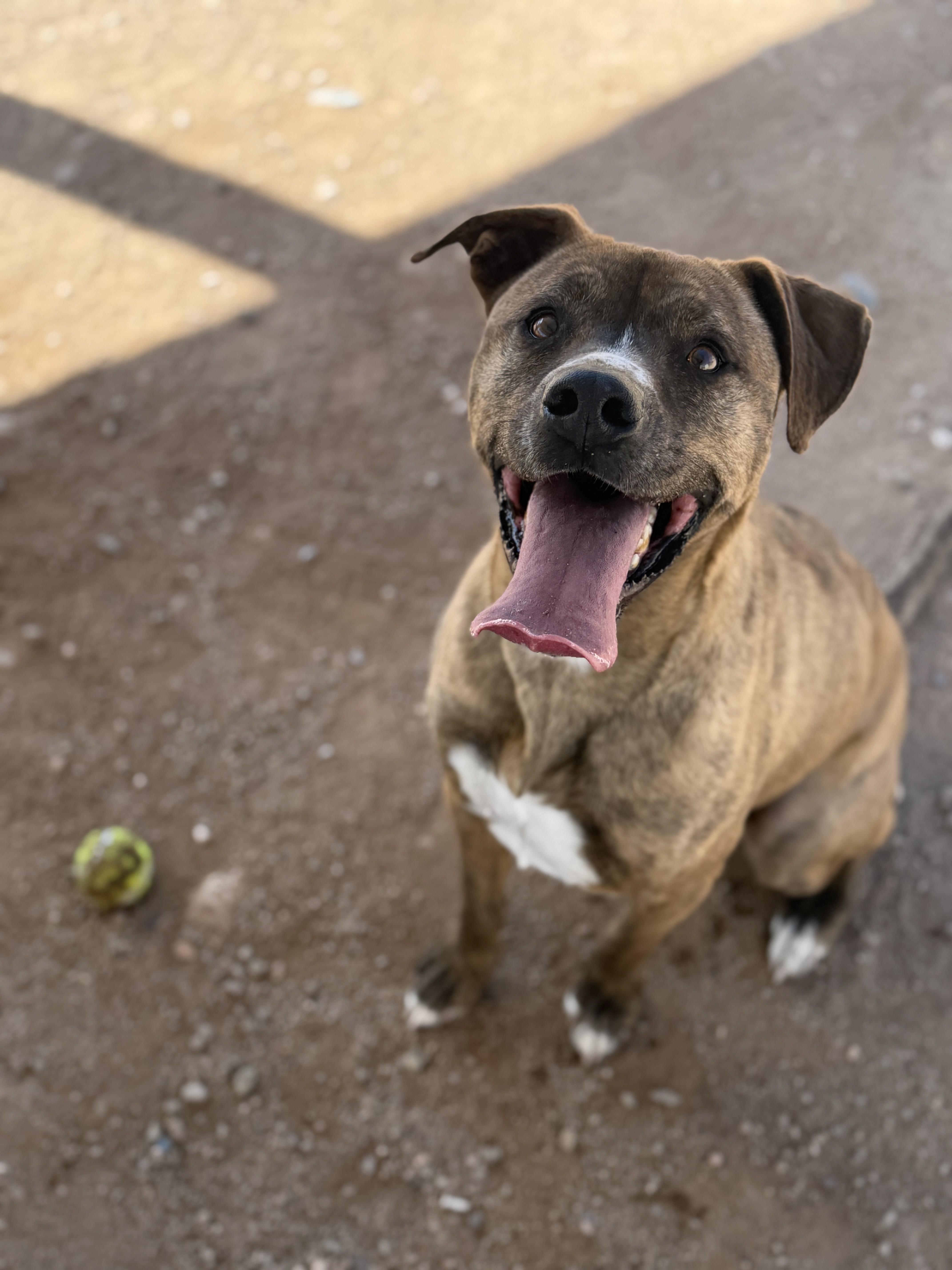 Charlie, a Adoptable mixed breed in Sierra Vista, AZ image 2/4