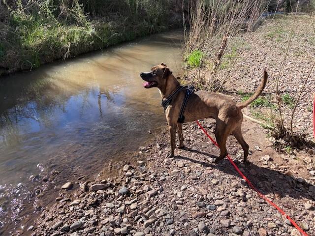 Charlie, Adoptable, Adult Male Boxer.