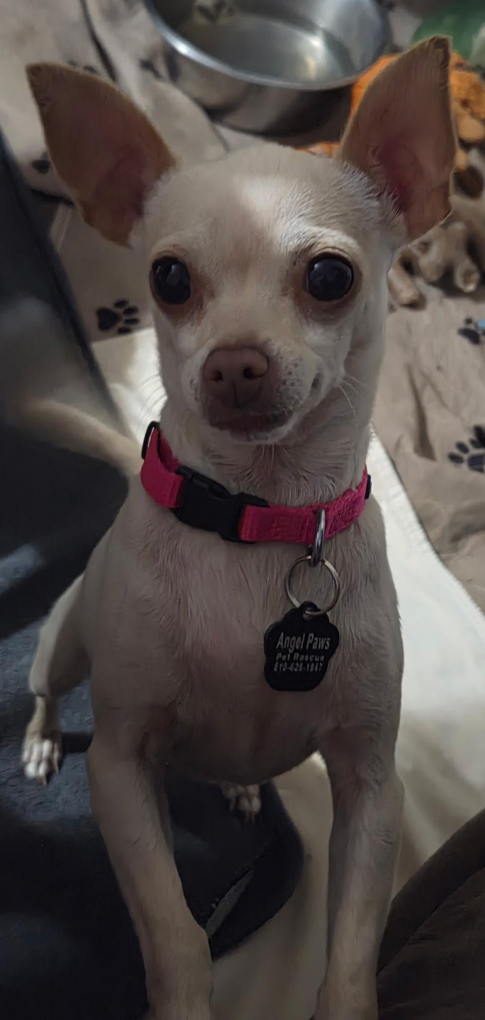 Randy and Mandy, Adoptable, Adult Male Chihuahua.