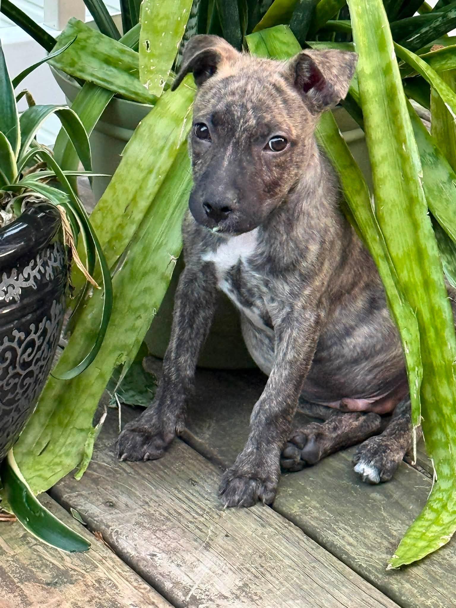 Polo, Adoptable, Puppy Male Mixed Breed.
