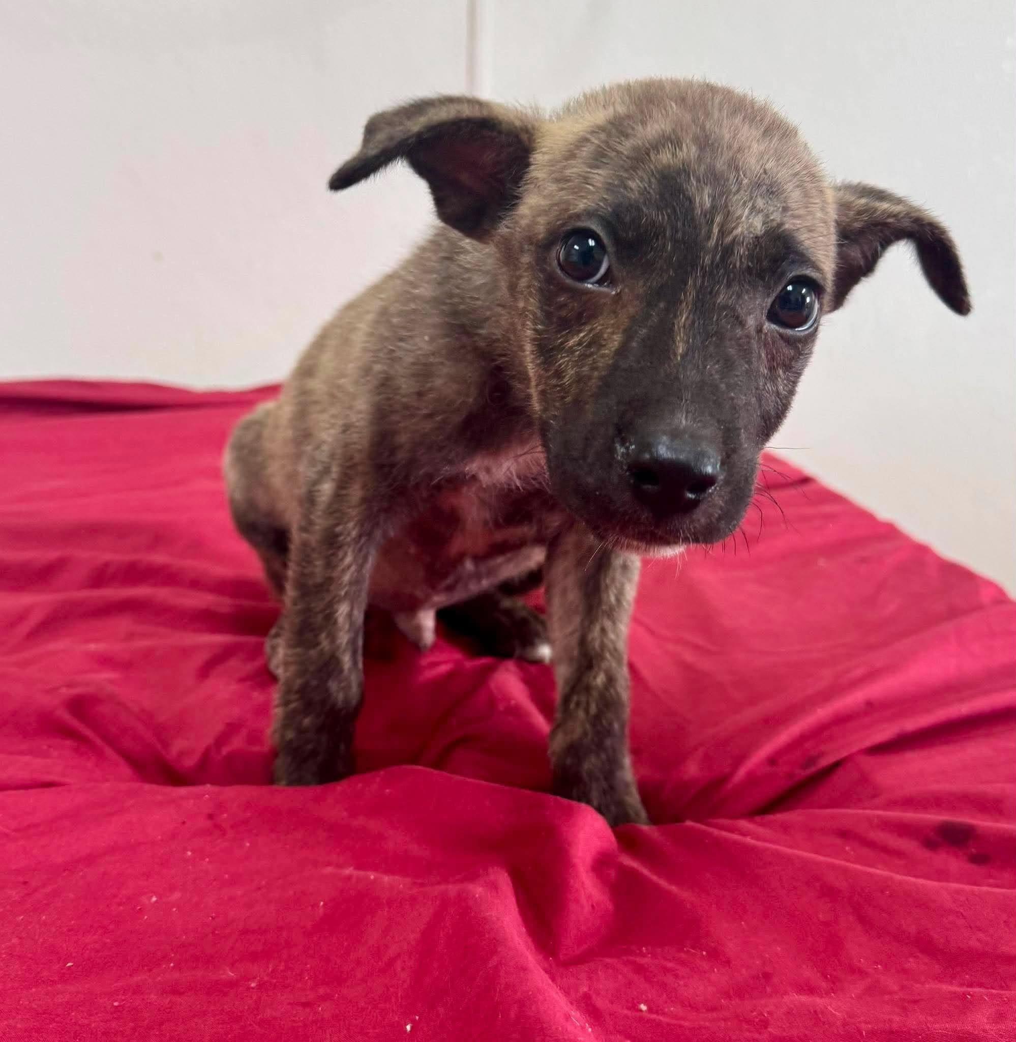 Enlarge Polo, a Adoptable mixed breed in Farmingdale, NJ image 2/4