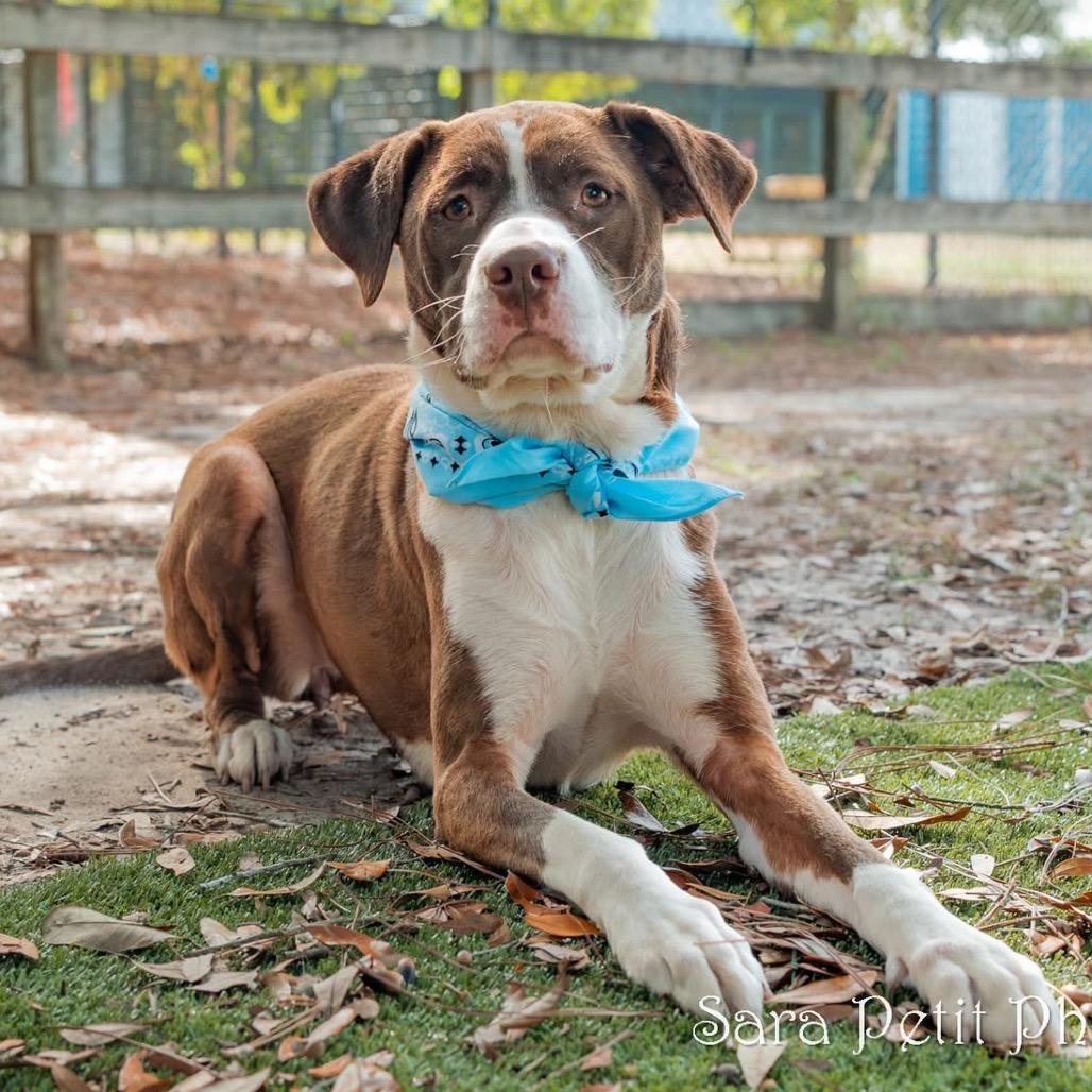 Betty, a Adoptable Mixed Breed in Milton, FL image 1/6