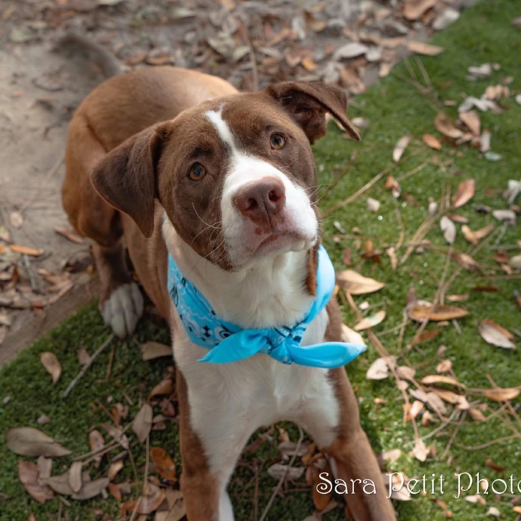 Betty, a Adoptable Mixed Breed in Milton, FL image 2/6