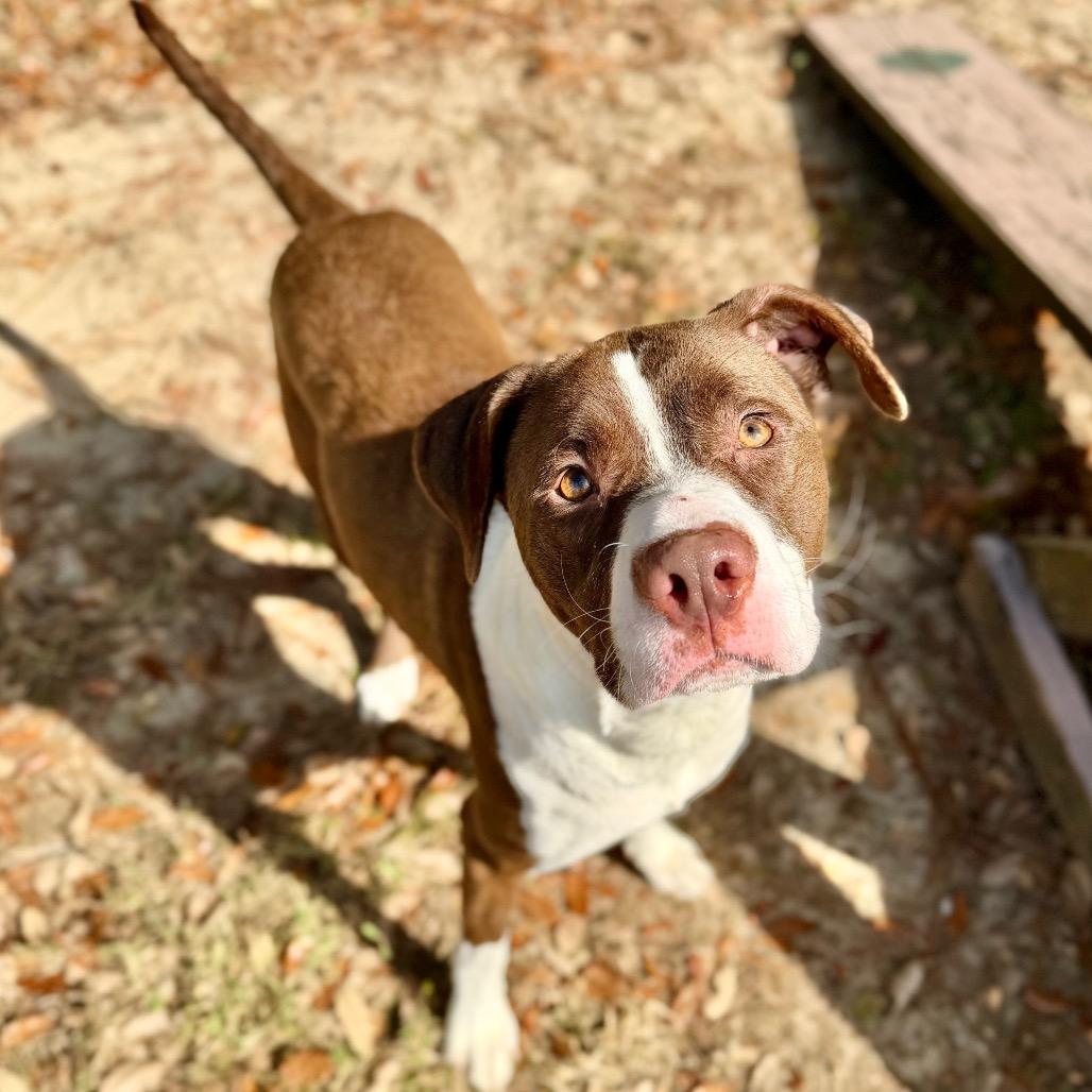 Betty, a Adoptable Mixed Breed in Milton, FL image 3/6