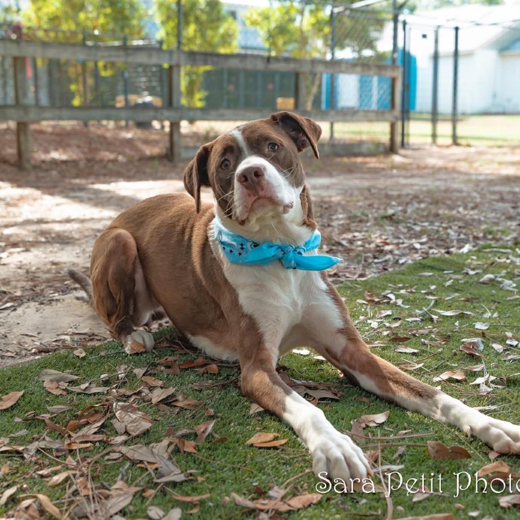 Betty, a Adoptable Mixed Breed in Milton, FL image 4/6
