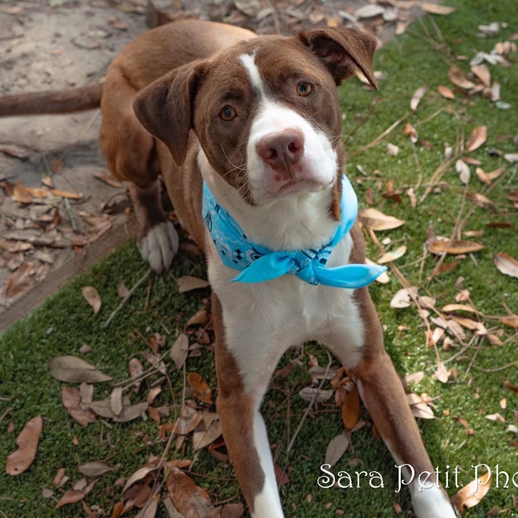 Betty, a Adoptable Mixed Breed in Milton, FL image 5/6