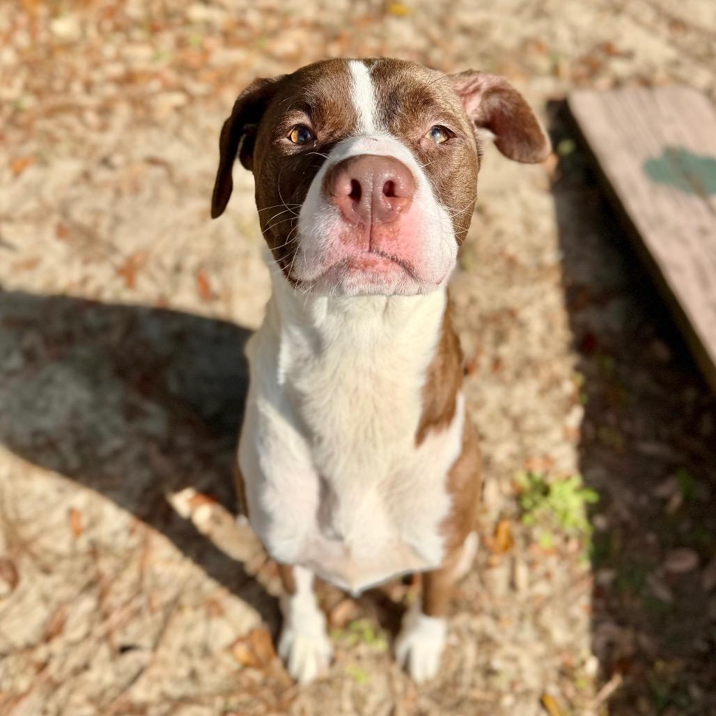 Betty, a Adoptable Mixed Breed in Milton, FL image 6/6