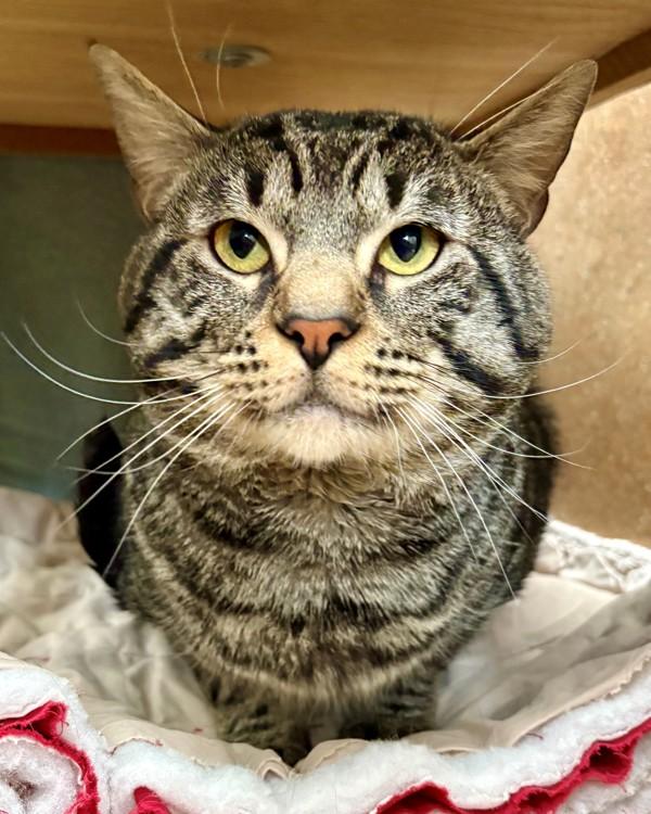 Enlarge Shadow, a Adoptable mixed breed in Novato, CA image 2/2