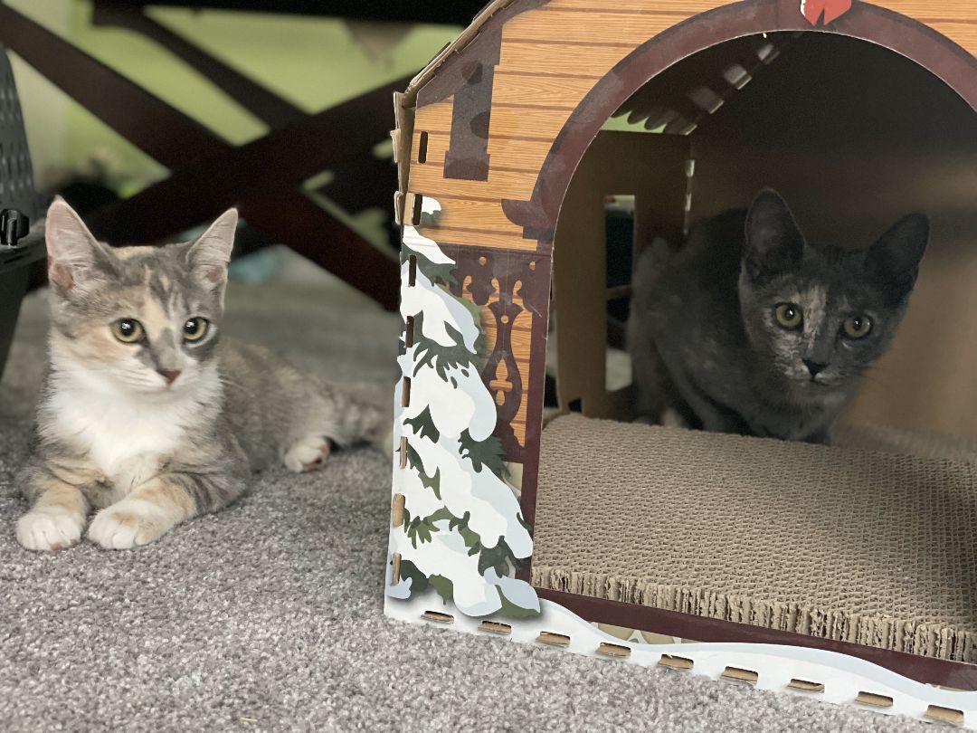 Hazel, a Adopted American Shorthair in Davidson, NC image 1/6