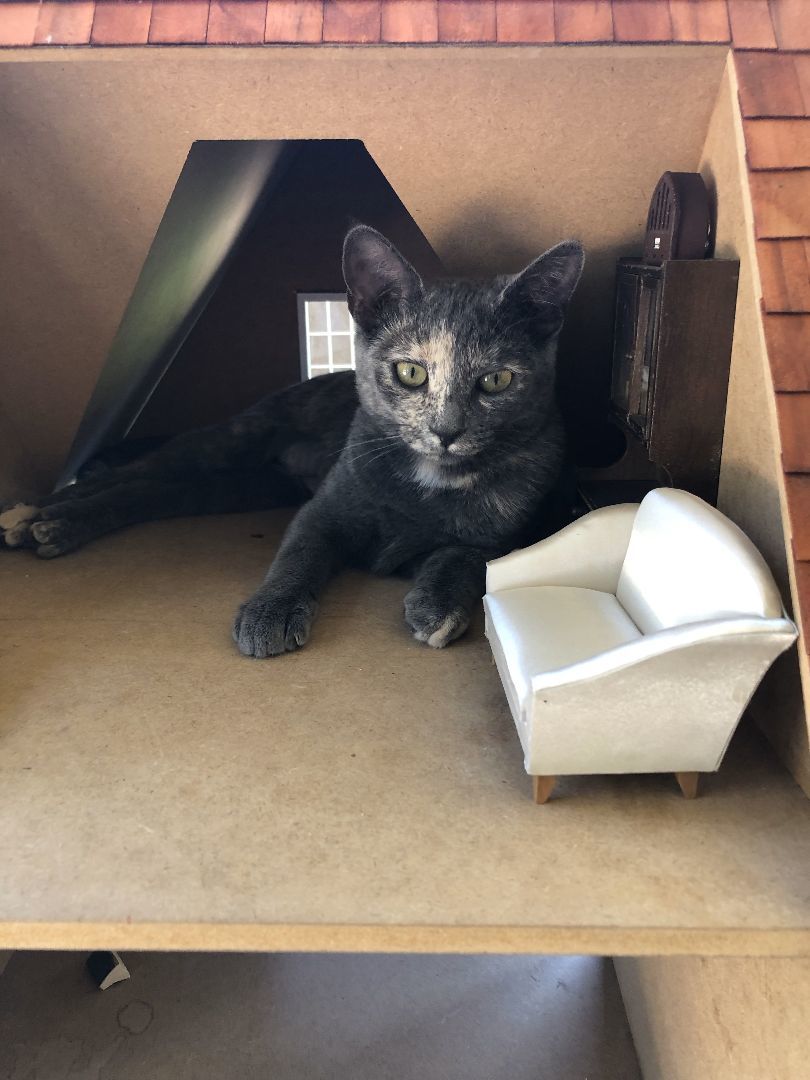 Hazel, a Adopted American Shorthair in Davidson, NC image 2/6