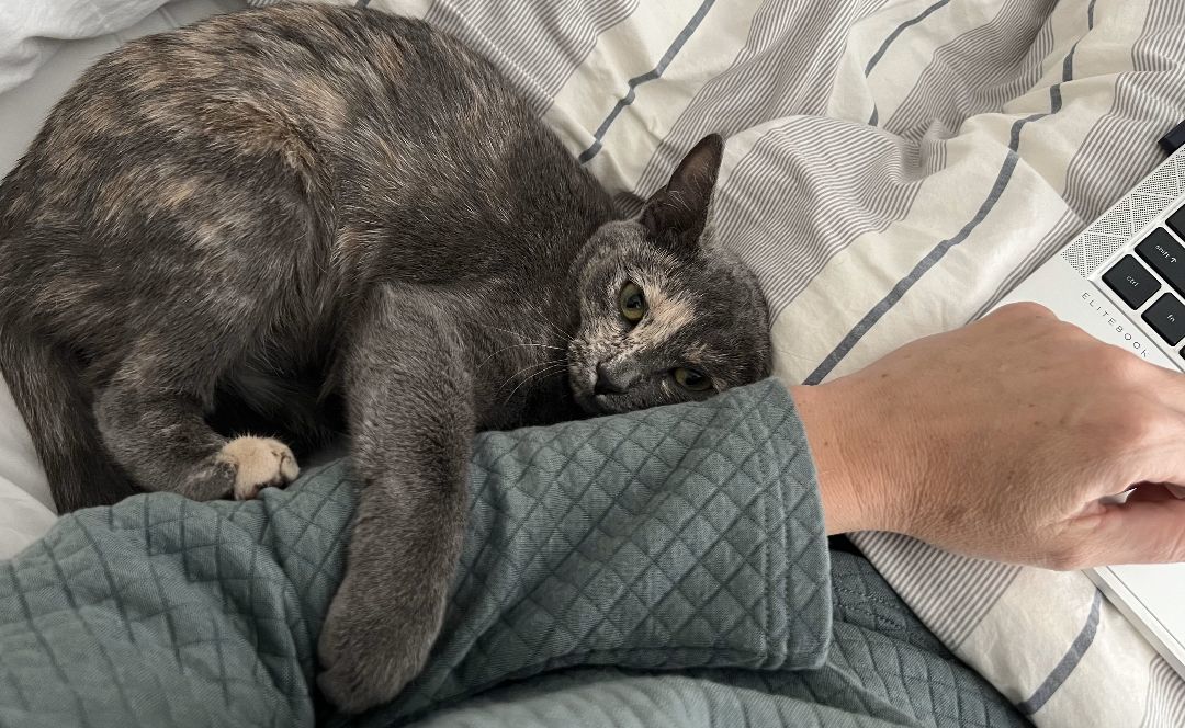 Hazel, a Adopted American Shorthair in Davidson, NC image 3/6