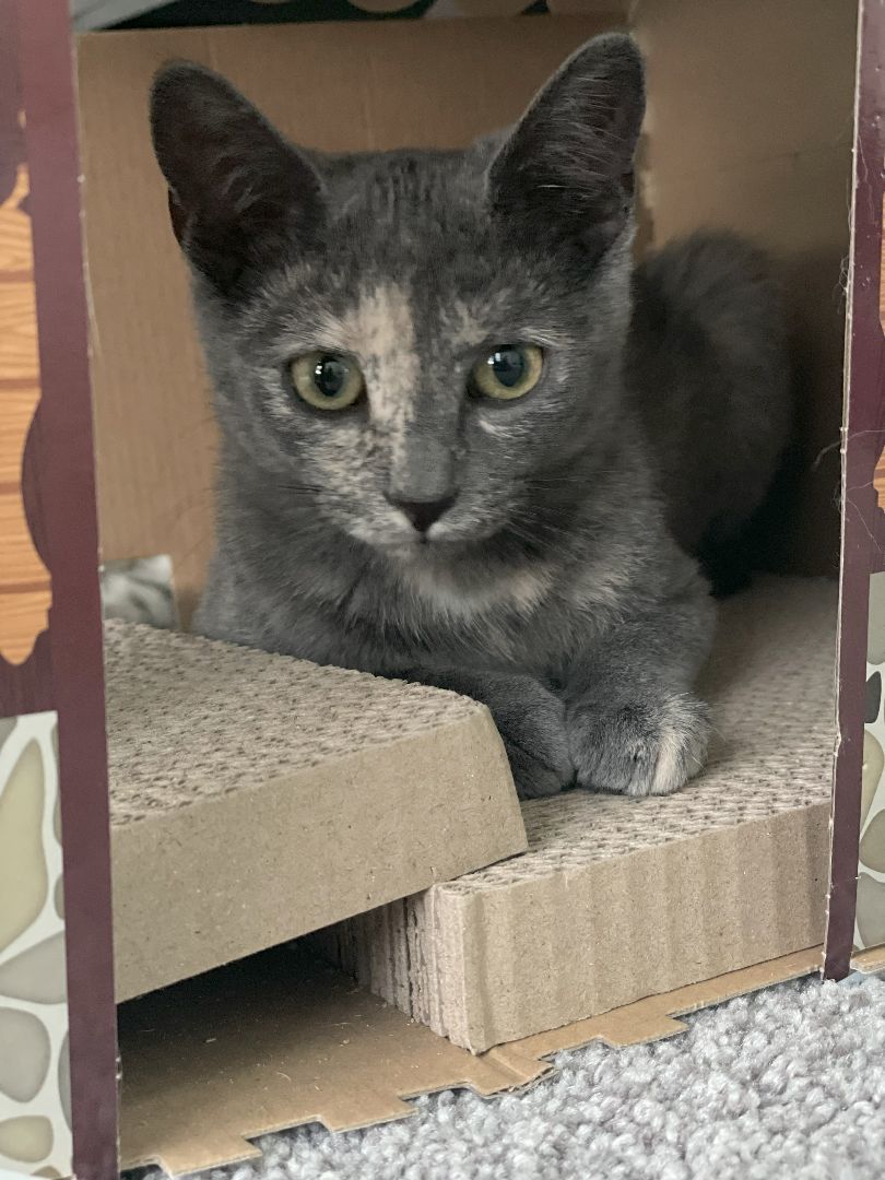 Hazel, a Adopted American Shorthair in Davidson, NC image 4/6