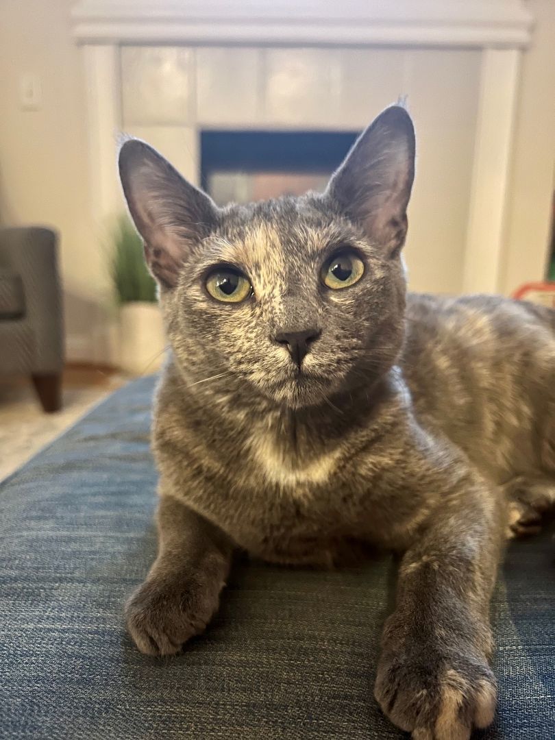 Hazel, a Adopted American Shorthair in Davidson, NC image 5/6