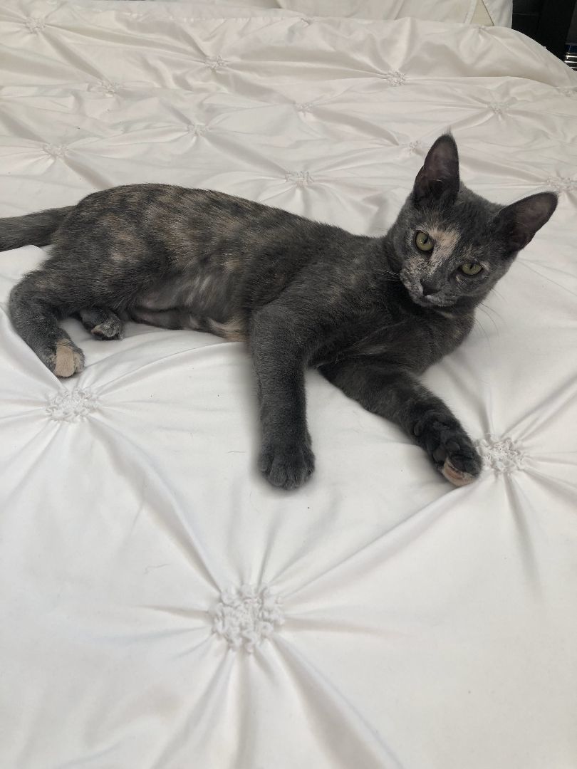 Hazel, a Adopted American Shorthair in Davidson, NC image 6/6