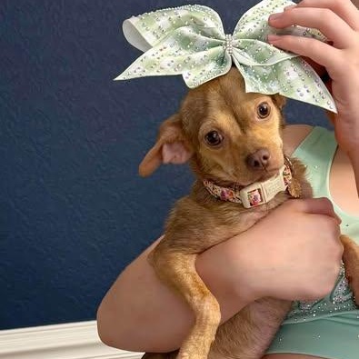 Enlarge Queenie, a Adoptable mixed breed in Matthews, NC image 1/3