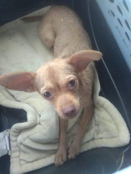 Enlarge Queenie, a ADOPTABLE Chihuahua in Matthews, NC image 1/2