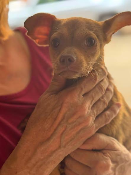 Enlarge Queenie, a ADOPTABLE Chihuahua in Matthews, NC image 2/2