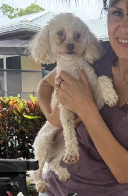 Prince & Charles, a ADOPTABLE Poodle (Toy) in Lake Worth, FL image 4/5