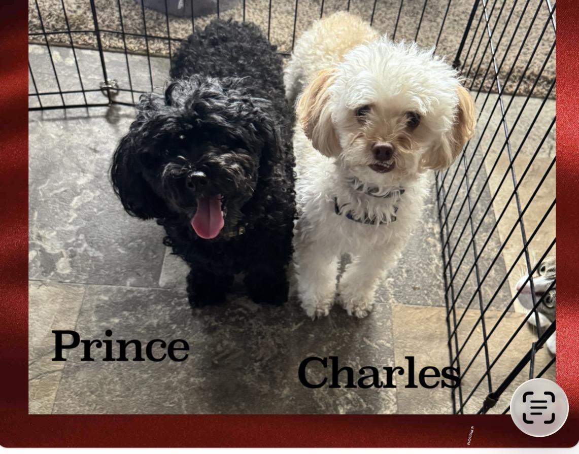 Prince & Charles, a ADOPTABLE Poodle (Toy) in Lake Worth, FL image 1/5