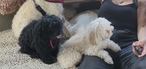 Prince & Charles, a ADOPTABLE Poodle (Toy) in Lake Worth, FL image 2/5