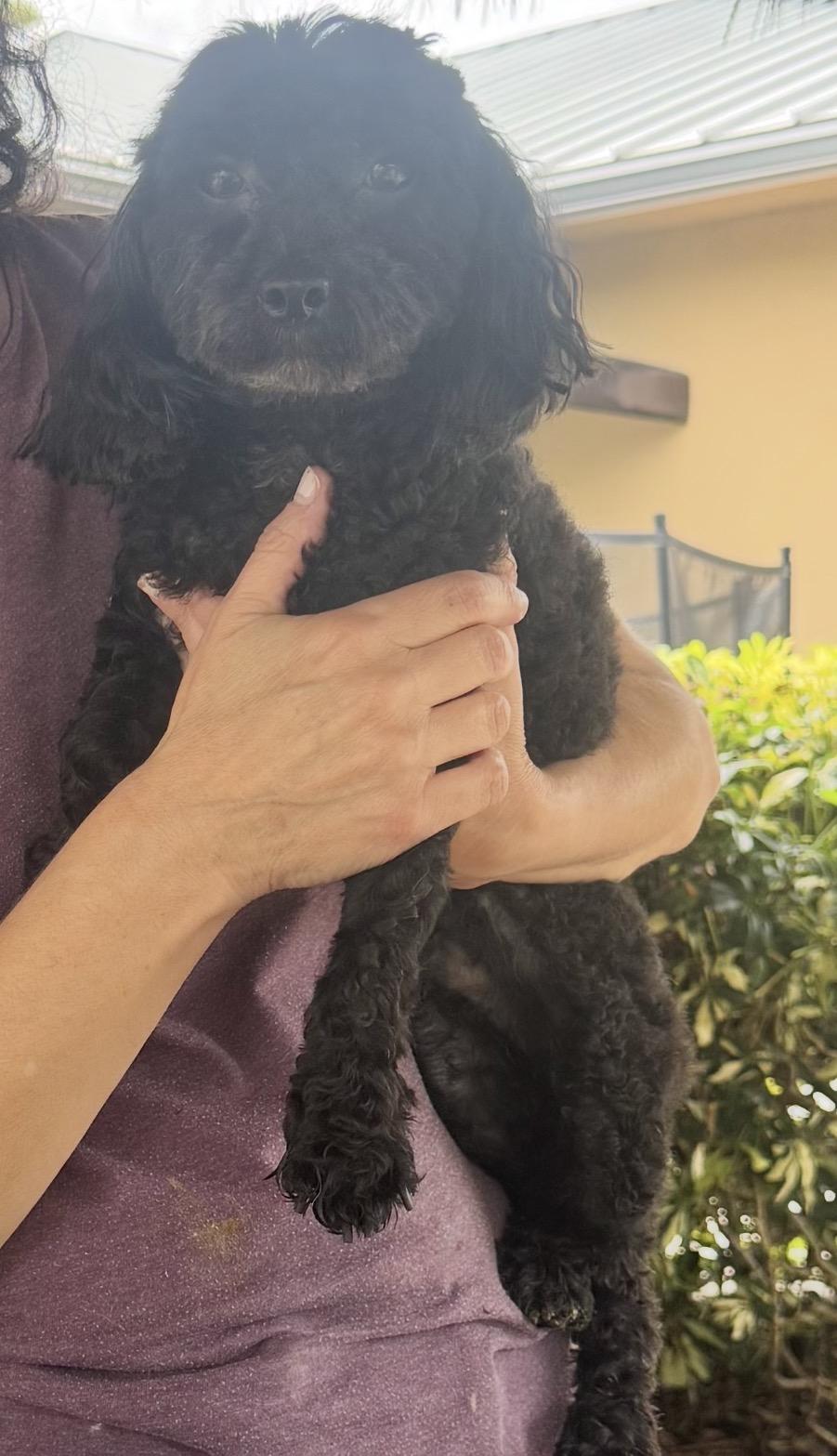 Prince & Charles, a ADOPTABLE Poodle (Toy) in Lake Worth, FL image 3/5