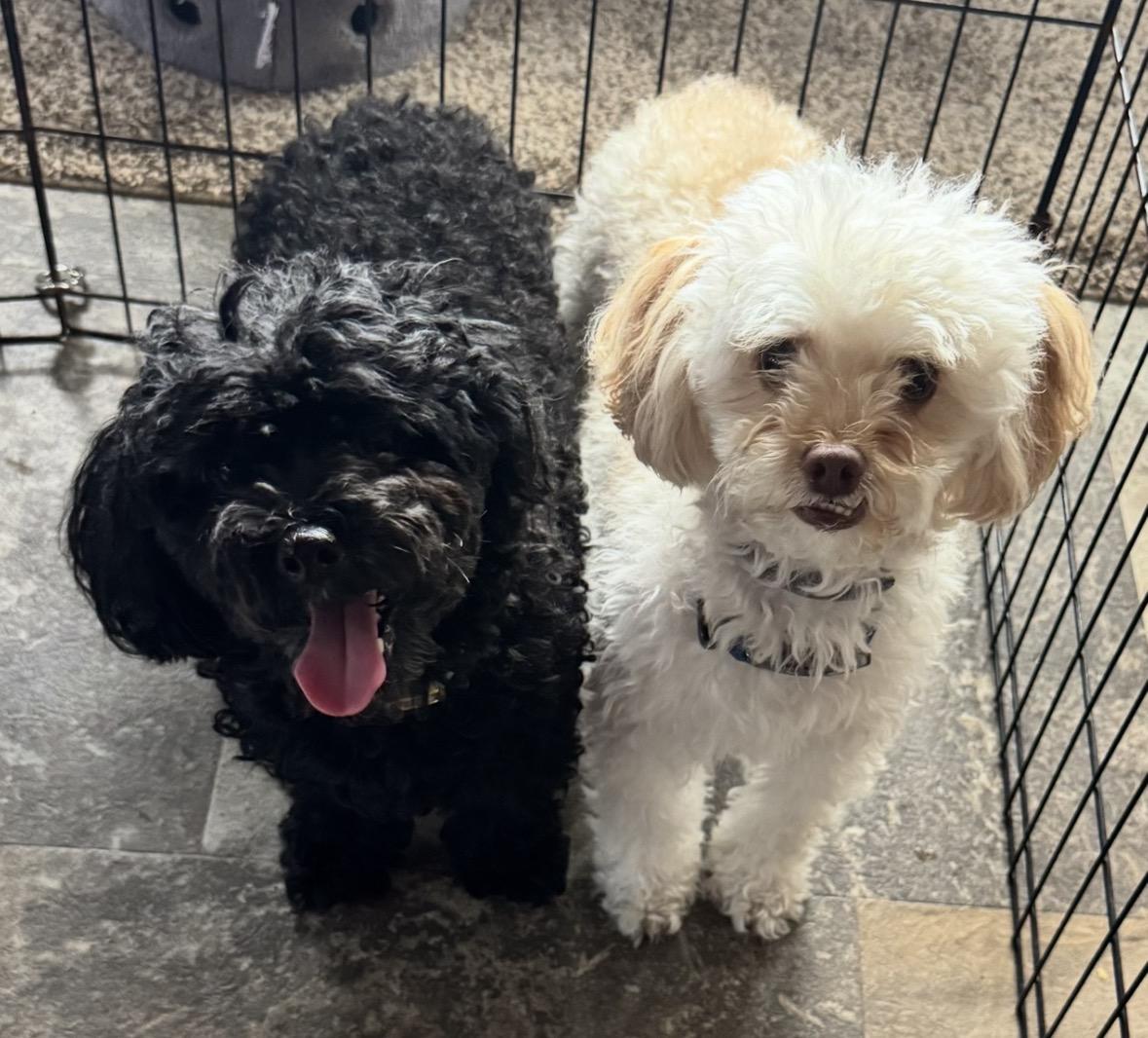 Prince & Charles, a ADOPTABLE Poodle (Toy) in Lake Worth, FL image 5/5