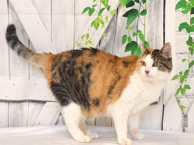 INDY, Adoptable, Adult Female Domestic Short Hair & Domestic Short Hair.