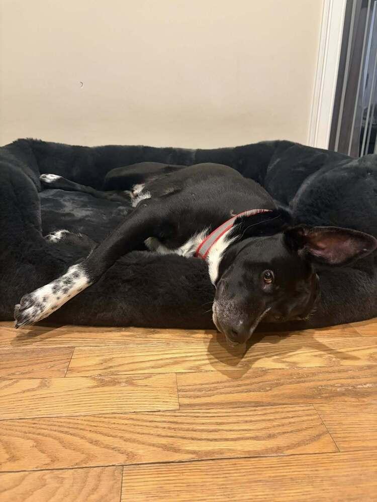 Titan NY, Adoptable, Adult Male Mixed Breed.