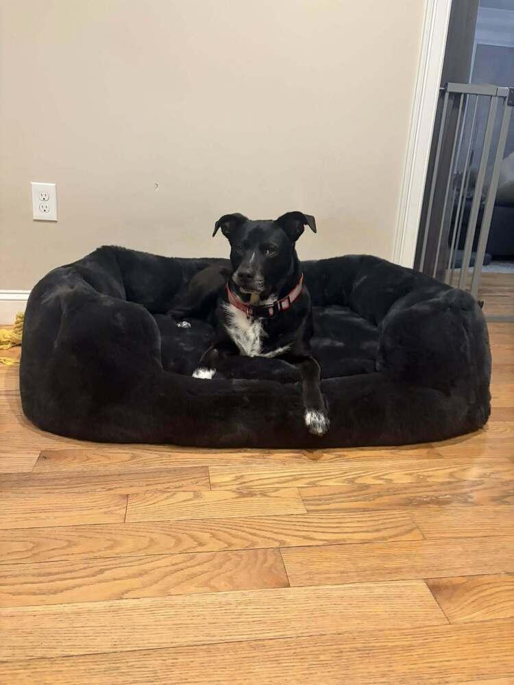 Enlarge Titan NY, a Adoptable mixed breed in Billerica, MA image 2/5