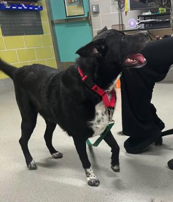 Enlarge Titan NY, a Adoptable mixed breed in Billerica, MA image 3/5