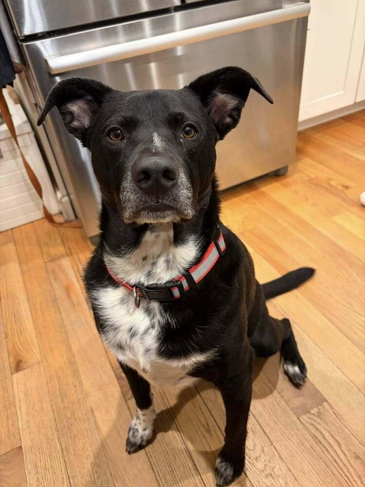 Enlarge Titan NY, a Adoptable mixed breed in Billerica, MA image 5/5