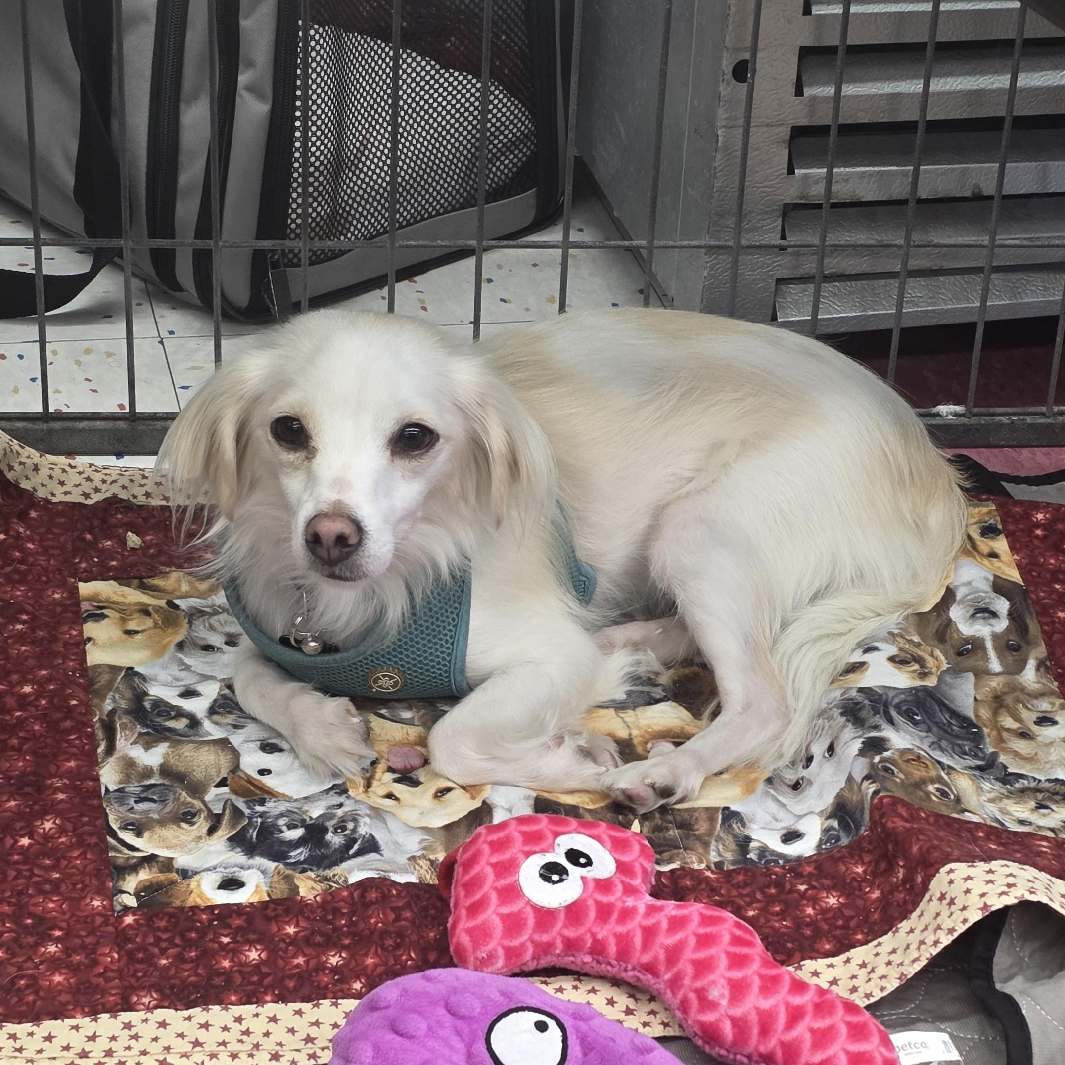 Enlarge Louis, a Adoptable mixed breed in Lancaster, CA image 1/1