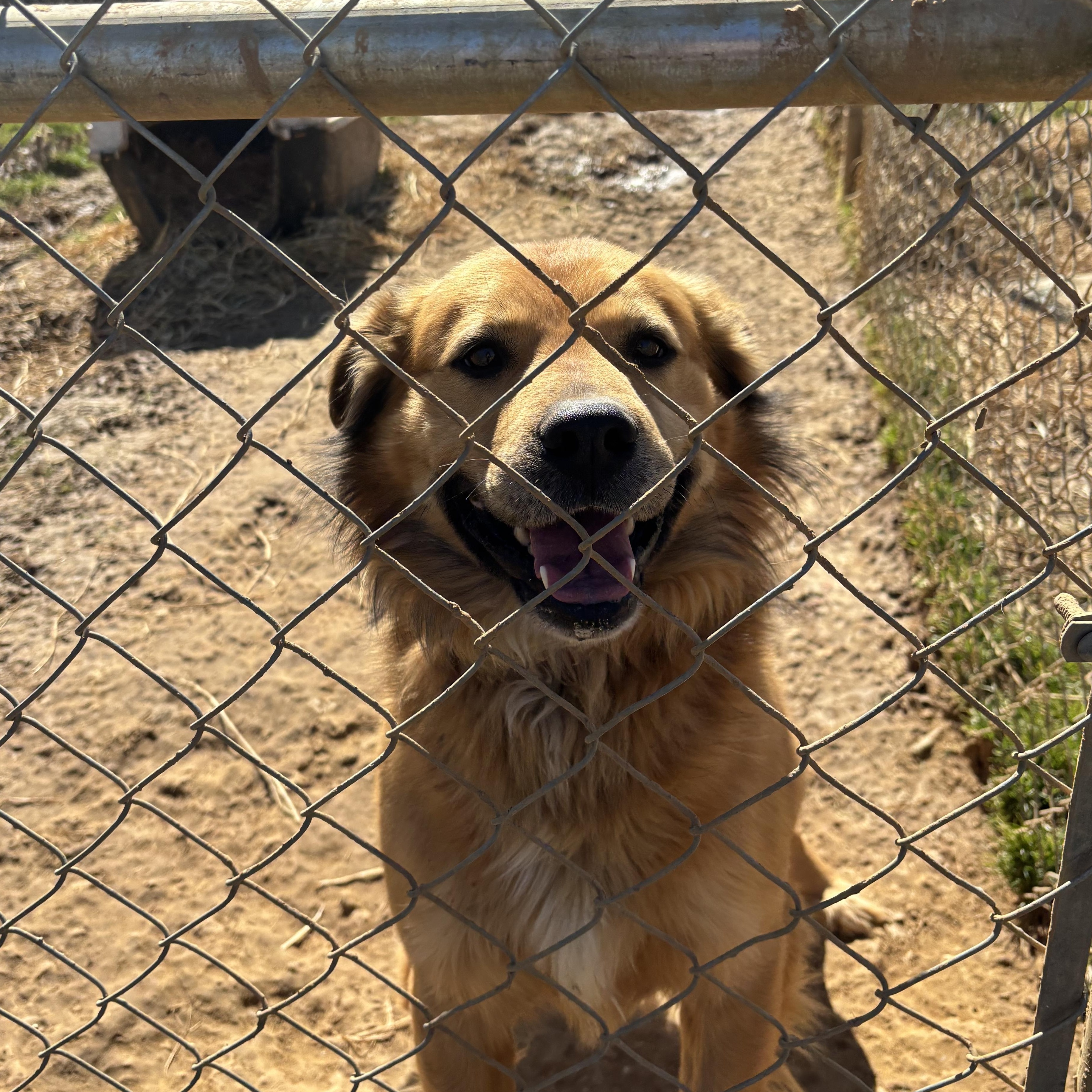 Tate, adopted, Young Male Golden Retriever.