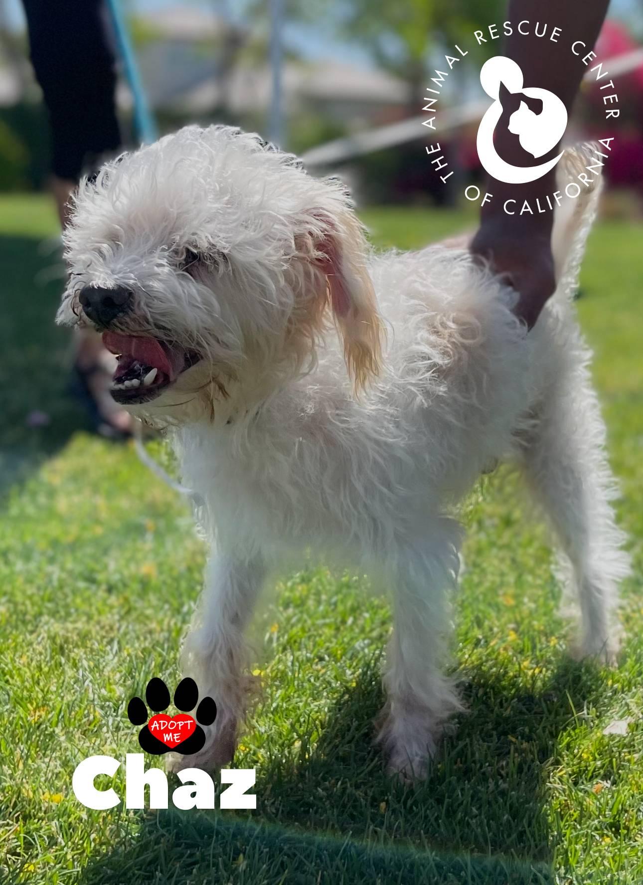 Chaz, a Adoptable mixed breed in Coachella, CA image 2/4