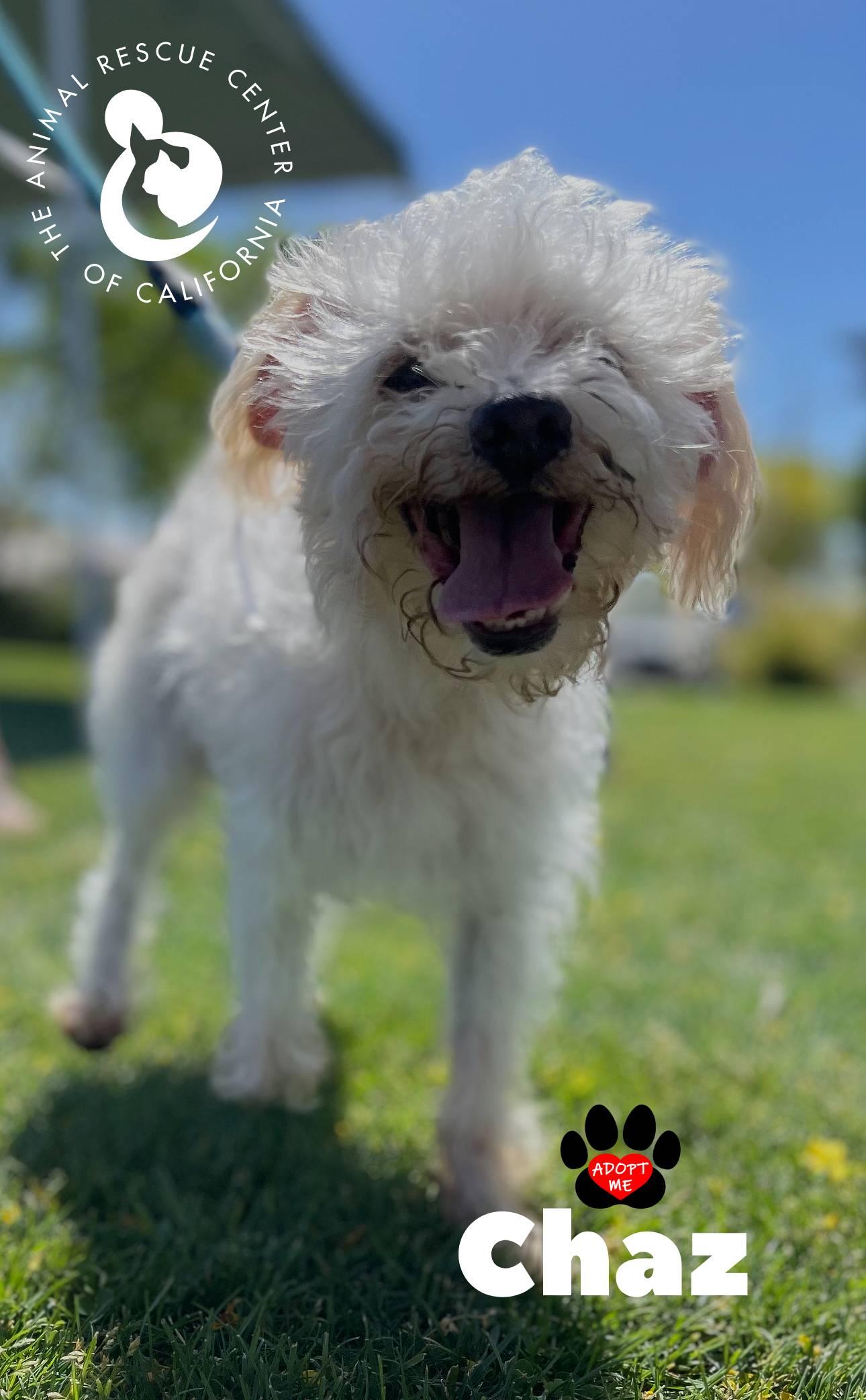 Chaz, Adoptable, Senior Male Poodle (Toy).
