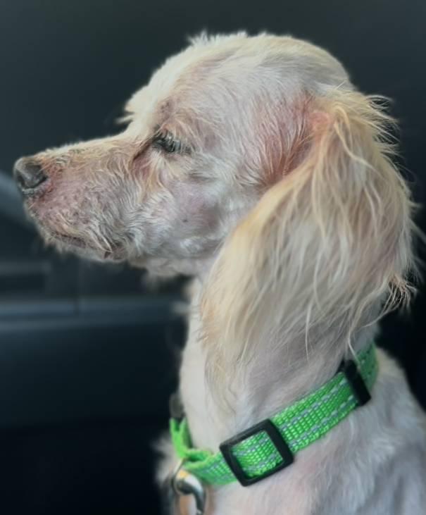 Chaz, a Adoptable mixed breed in Coachella, CA image 3/4