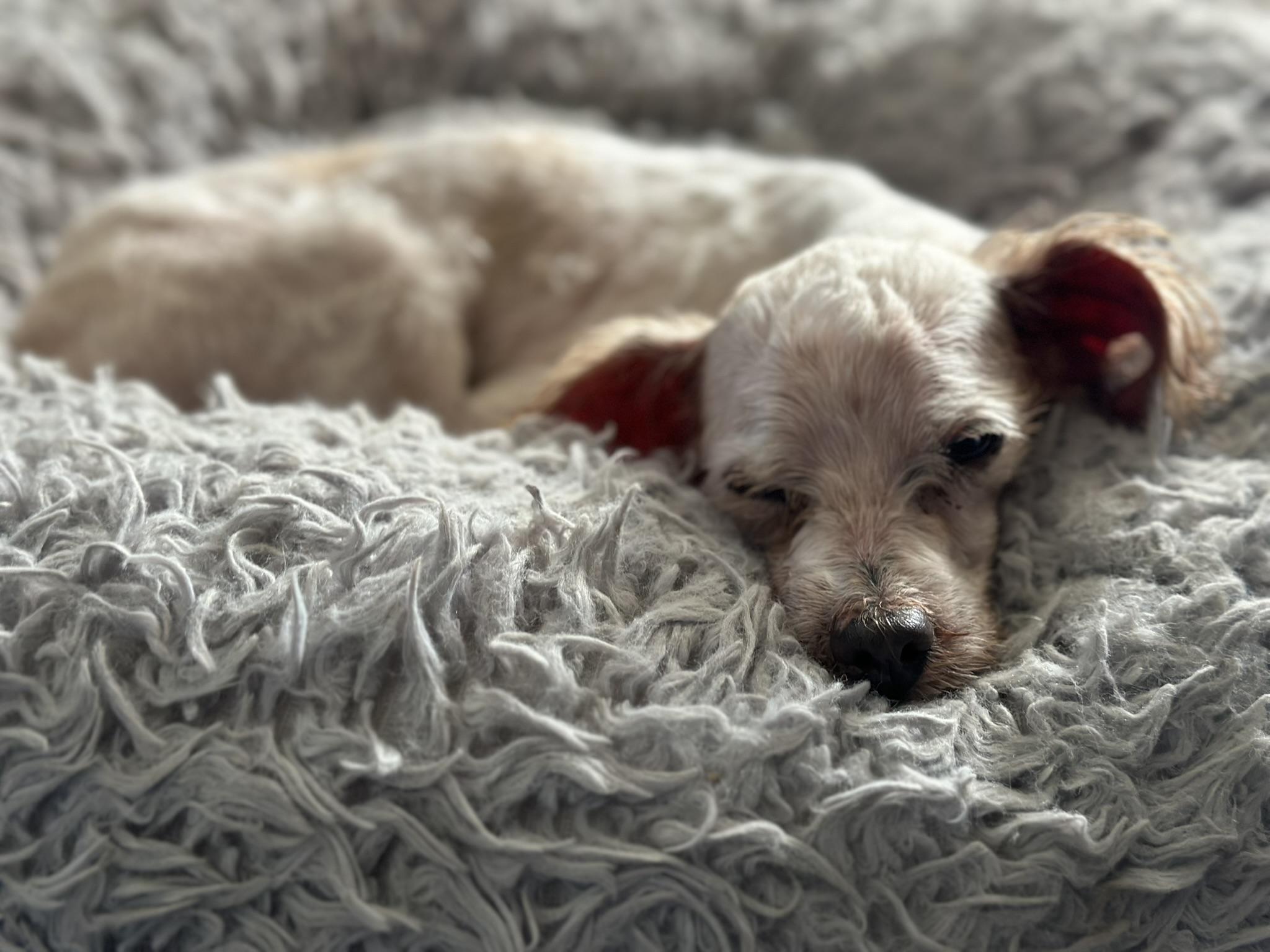 Chaz, a Adoptable mixed breed in Coachella, CA image 4/4