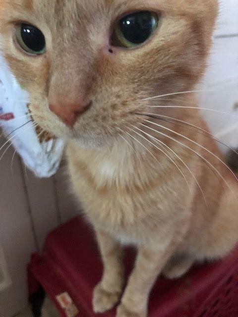 Peaches O’Leary - COURTESY POSTING